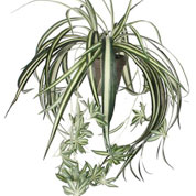 plante artificielle - chlorophytum vert - mica